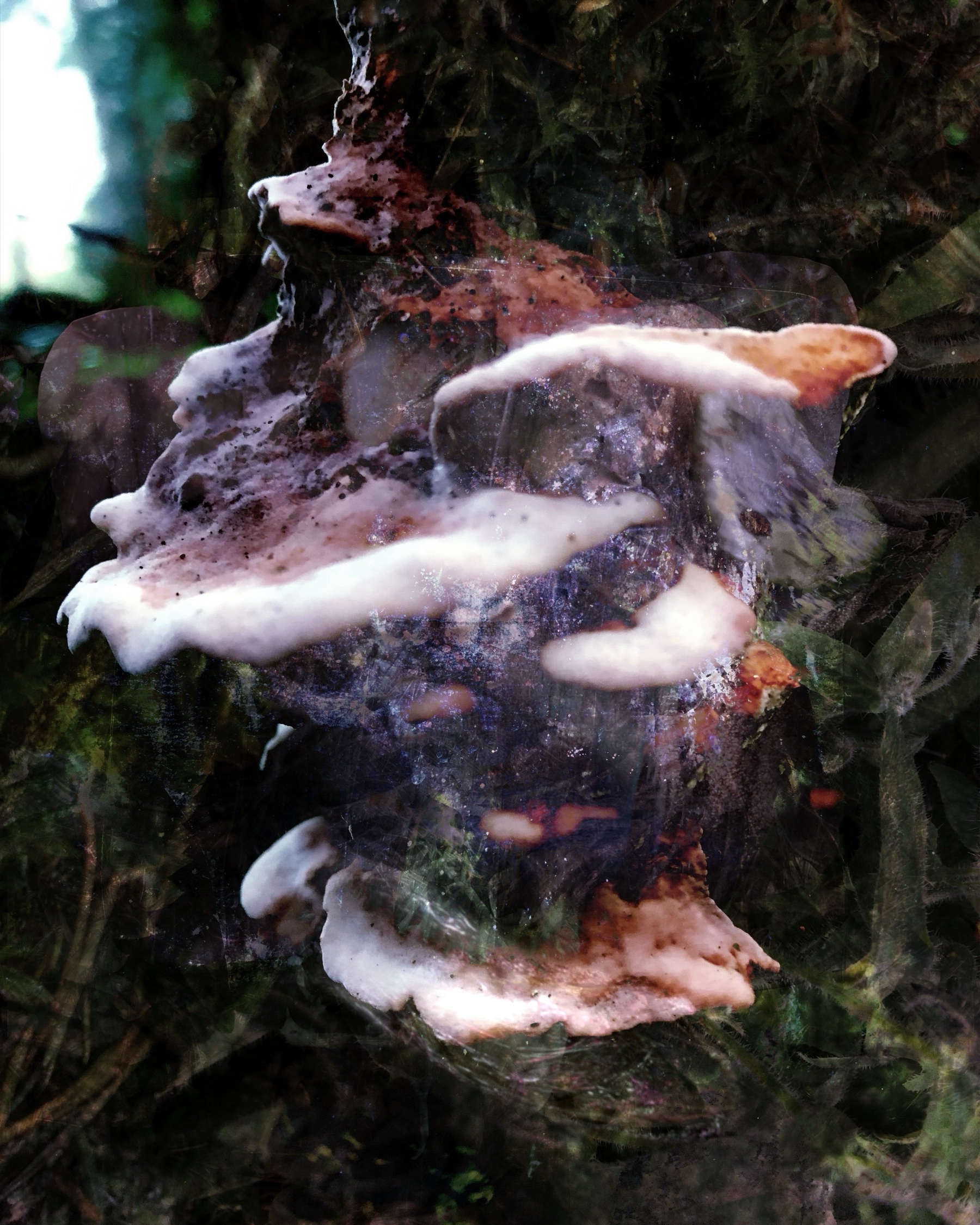 A cluster of bracket fungi with varying shades of white and brown grows on a tree trunk in a forested area.