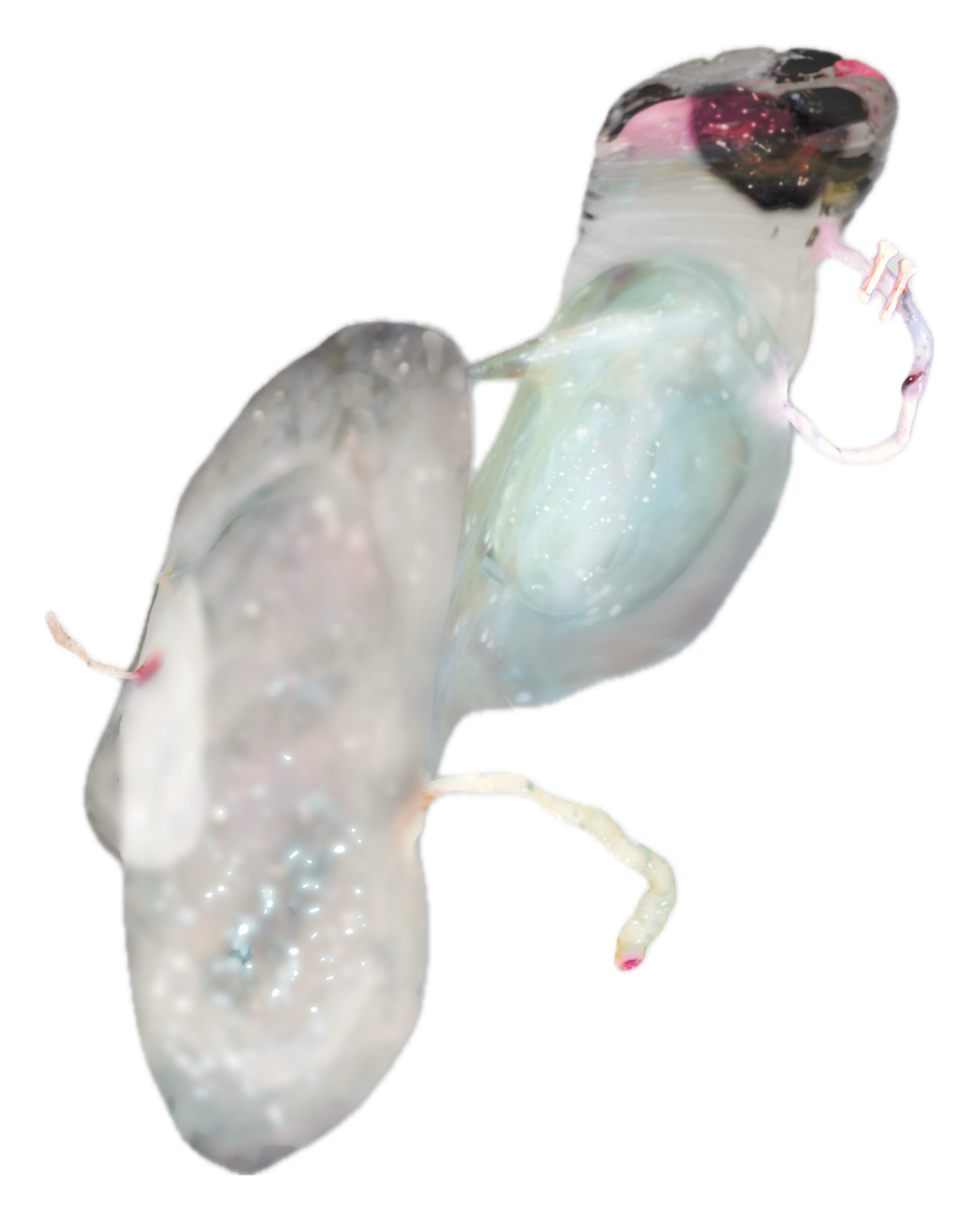 Auto-generated description: A digitally-rendered abstract shape with translucent, organic features and iridescent colors resembling a futuristic or artistic interpretation of a biological form.