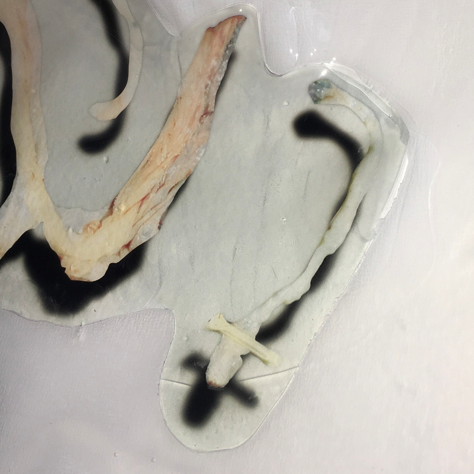 Two thin, curled objects are partially submerged in a translucent liquid on a flat surface.